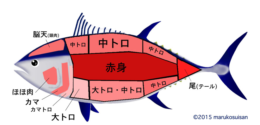 マルコ水産の鮪全身解剖図(トロ赤身部の位置)